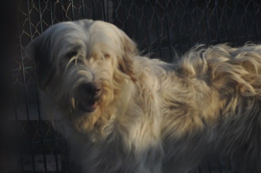 es un perro estupendo, sumiso, se lleva bien con todos, es super cariñoso y tierno. Tiene un pelo precioso y unos ojazos increibles. Sería un lujo para cualquier familia.
 
Referencia: EN-05848
 Nombre: Néctar 
Fecha Nacimiento: 10/03/2010
 Sexo: Masculino
 Tamaño: Mediano 
Estado: Disponible 
Entrada:05/01/2011
 
MÁS FOTOS: http://www.protectoradecarcaixent.com/es/perros/en-05848.html
 
VIDEO
 http://www.facebook.com/video/video.php?v=493384625605&saved#!/video/video.php?v=493384625605
 
VIDEO II
 http://www.facebook.com/video/video.php?v=1942148516436
 
VIDEO III
 http://www.facebook.com/video/video.php?v=1942739051199
 

Néctar es un perro mestizo de pelo largo de color claro y ojos ámbar. Es muy sociable y cariñoso. Nos sigue todo el rato en busca de atención.
 
Llego lleno de cardos y enredos en el pelo. Estaba atado a la puerta del refugio con collar y correa.
 
ADOPCIONES/ACOGIDAS 
Bea 647.68.96.40 beuchi1979@hotmail.com
 Selene 622.52.84.74 seleneribercan@hotmail.com
 Arantxa 654.56.15.72 arantxa1980_8@hotmail.com
 
Horario de recepción de llamadas de 11 a 14h y de 18 a 22h
 www.protectoradecarcaixent.com
 
